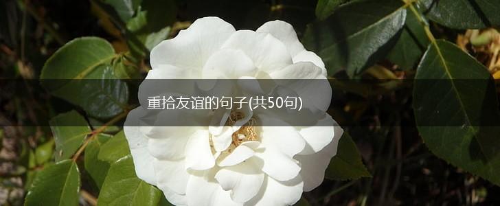 重拾友谊的句子(共50句),第1张