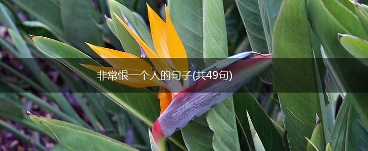 非常恨一个人的句子(共49句),第1张