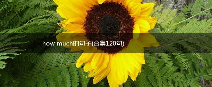 how much的句子(合集120句),第1张