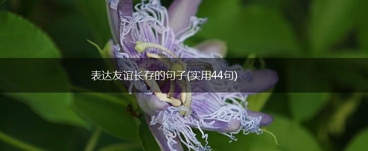 表达友谊长存的句子(实用44句),第1张