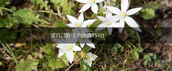 逼自己的句子(优选75句),第1张