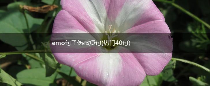 emo句子伤感短句(热门40句),第1张