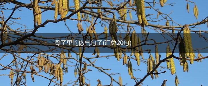 骨子里的傲气句子(汇总20句),第1张