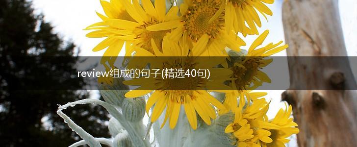review组成的句子(精选40句),第1张