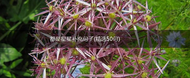 都是星星补充句子(精选50句),第1张