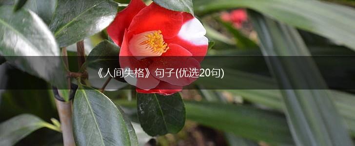 《人间失格》句子(优选20句),第1张