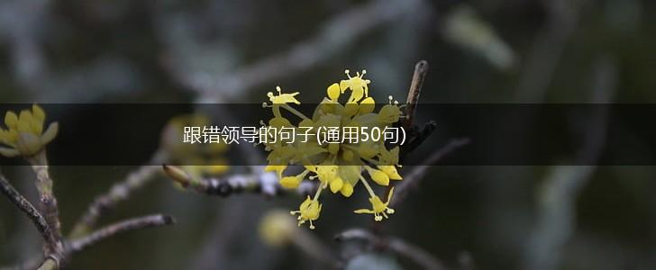跟错领导的句子(通用50句),第1张