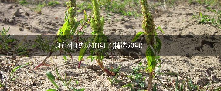 身在外地想家的句子(精选50句),第1张