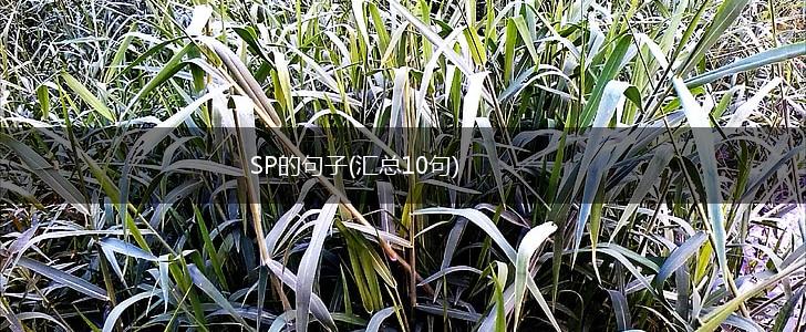 SP的句子(汇总10句),第1张