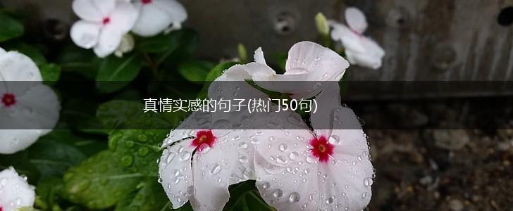 真情实感的句子(热门50句),第1张