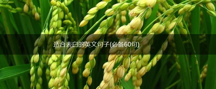 适合表白的英文句子(必备60句),第1张