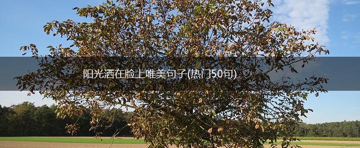 阳光洒在脸上唯美句子(热门50句),第1张