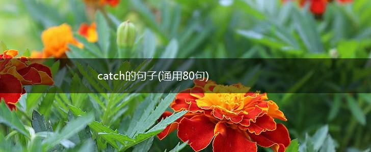 catch的句子(通用80句),第1张