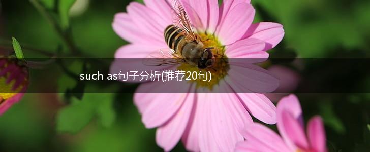 such as句子分析(推荐20句),第1张