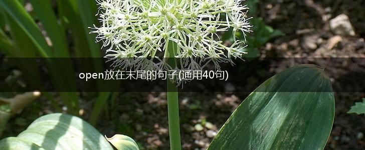 open放在末尾的句子(通用40句),第1张