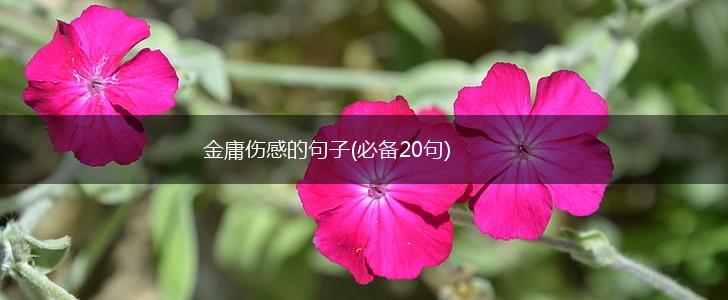 金庸伤感的句子(必备20句),第1张