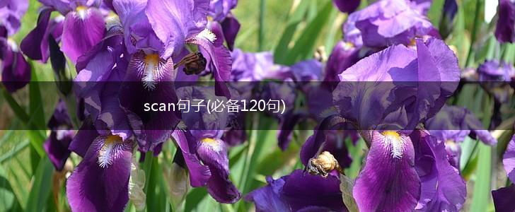 scan句子(必备120句),第1张