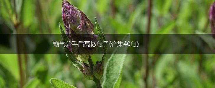 霸气分手后高傲句子(合集40句),第1张