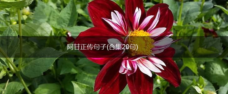 阿甘正传句子(合集20句),第1张