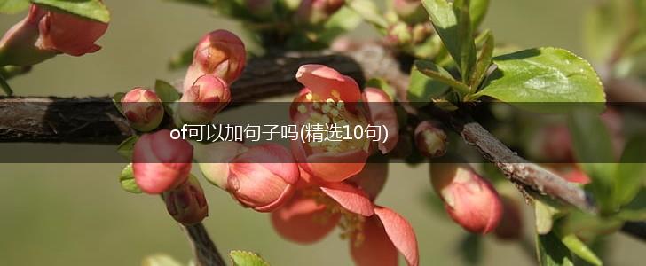 of可以加句子吗(精选10句),第1张