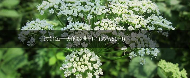 过好每一天的经典句子(必备50句),第1张