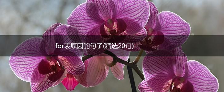for表原因的句子(精选20句),第1张