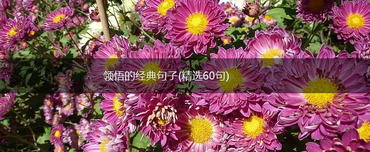 领悟的经典句子(精选60句),第1张