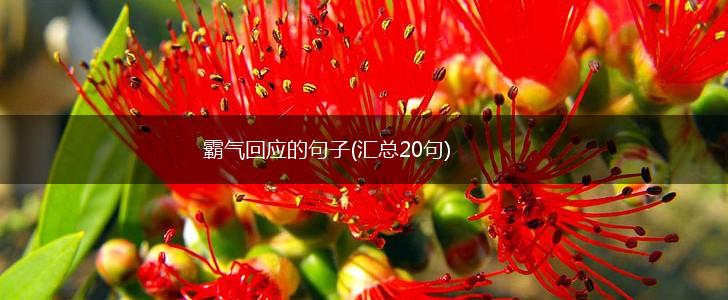 霸气回应的句子(汇总20句),第1张