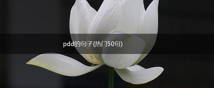 pdd的句子(热门50句),第1张