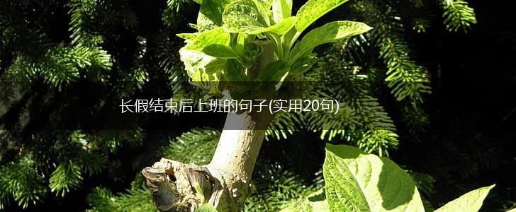 长假结束后上班的句子(实用20句),第1张