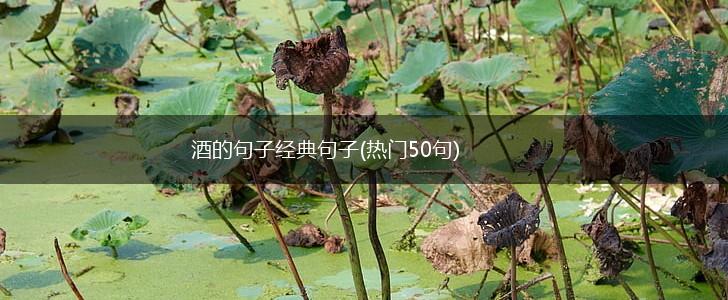 酒的句子经典句子(热门50句),第1张