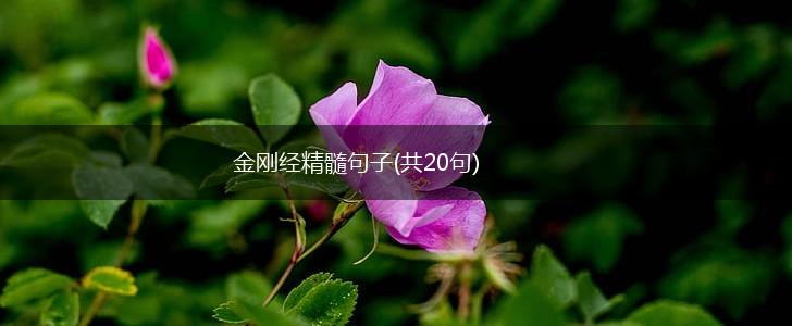 金刚经精髓句子(共20句),第1张