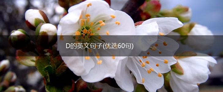 D的英文句子(优选60句),第1张