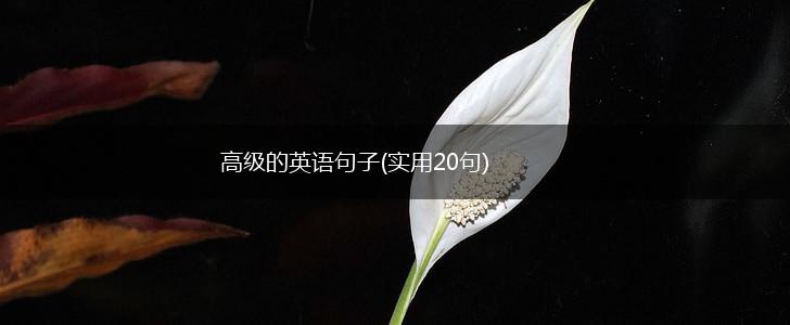 高级的英语句子(实用20句),第1张