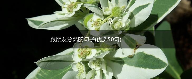 跟朋友分离的句子(优选50句),第1张