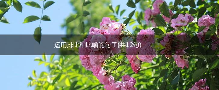运用排比和比喻的句子(共12句),第1张
