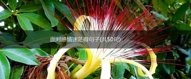 面对感情迷茫得句子(共50句),第1张