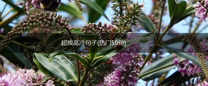 超拽高冷句子(热门50句),第1张