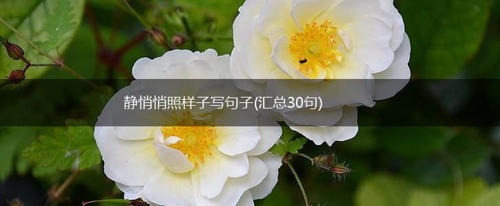 静悄悄照样子写句子(汇总30句),第1张