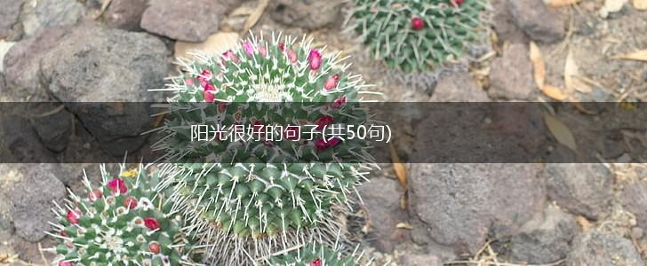 阳光很好的句子(共50句),第1张