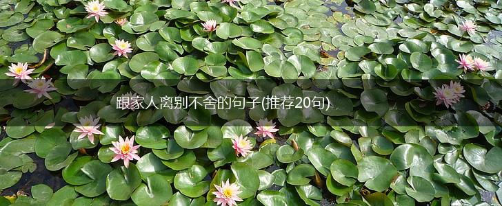跟家人离别不舍的句子(推荐20句),第1张