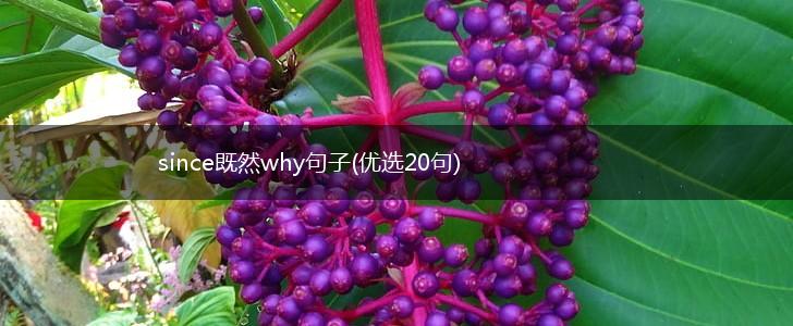 since既然why句子(优选20句),第1张