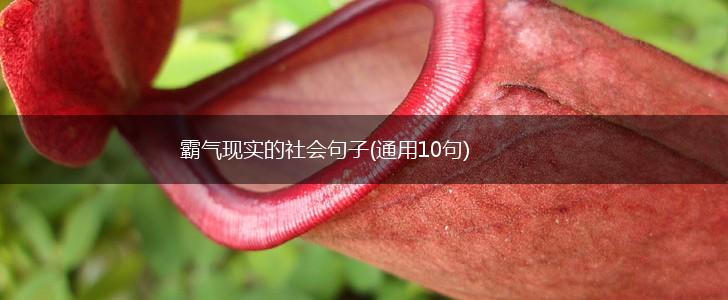 霸气现实的社会句子(通用10句),第1张