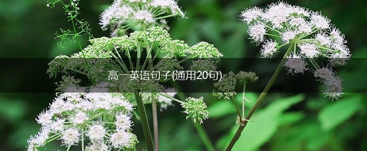 高一英语句子(通用20句),第1张