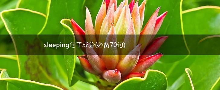 sleeping句子成分(必备70句),第1张