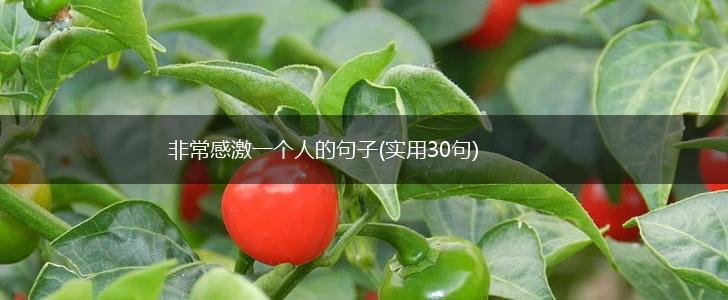 非常感激一个人的句子(实用30句),第1张