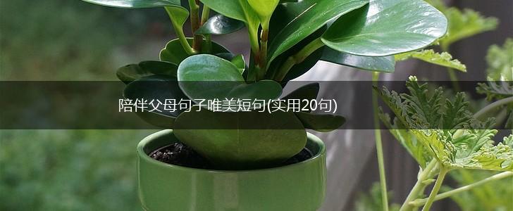 陪伴父母句子唯美短句(实用20句),第1张