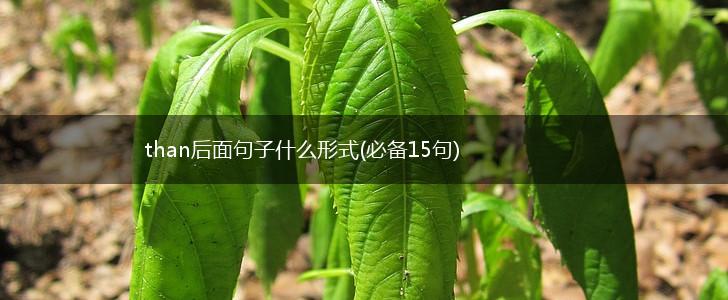 than后面句子什么形式(必备15句),第1张