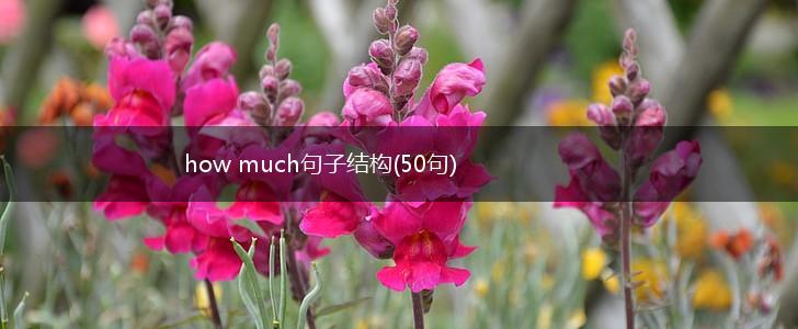 how much句子结构(50句),第1张