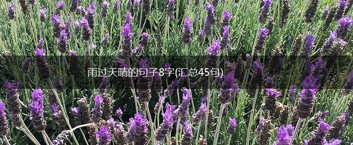 雨过天晴的句子8字(汇总45句),第1张